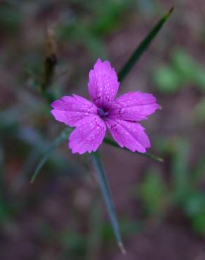 Fotografia 7 da espécie Dianthus armeria subesp. armeria no Jardim Botânico UTAD