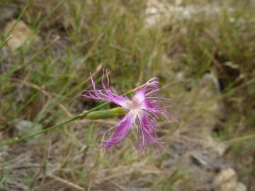 Fotografia da espécie Dianthus broteri