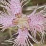 Fotografia 5 da espécie Dianthus broteri do Jardim Botânico UTAD