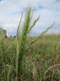 Fotografia da espécie Hordeum murinum subesp. leporinum