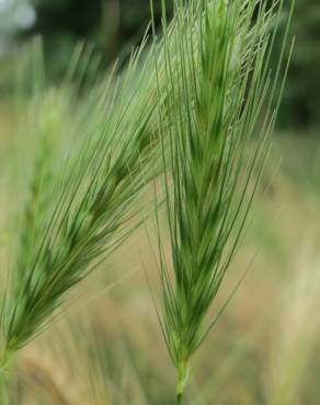 Fotografia 5 da espécie Hordeum murinum subesp. leporinum no Jardim Botânico UTAD