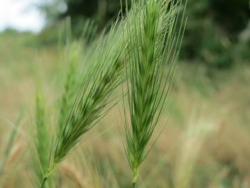 Fotografia da espécie Hordeum murinum subesp. leporinum