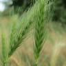 Fotografia 5 da espécie Hordeum murinum subesp. leporinum do Jardim Botânico UTAD