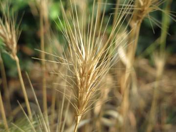 Fotografia da espécie Hordeum murinum subesp. leporinum