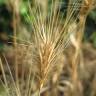 Fotografia 6 da espécie Hordeum murinum subesp. leporinum do Jardim Botânico UTAD