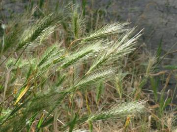 Fotografia da espécie Hordeum murinum subesp. leporinum