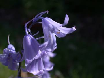 Fotografia da espécie Hyacinthoides hispanica