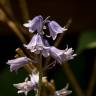 Fotografia 6 da espécie Hyacinthoides hispanica do Jardim Botânico UTAD