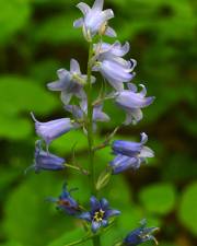 Fotografia da espécie Hyacinthoides hispanica