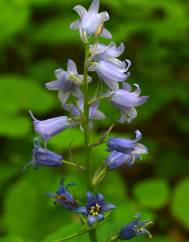 Hyacinthoides hispanica