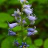 Fotografia 1 da espécie Hyacinthoides hispanica do Jardim Botânico UTAD