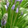 Fotografia 7 da espécie Hyacinthoides hispanica do Jardim Botânico UTAD