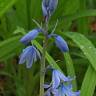 Fotografia 8 da espécie Hyacinthoides hispanica do Jardim Botânico UTAD