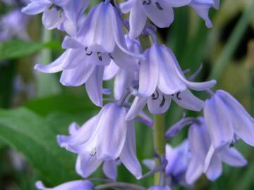 Fotografia da espécie Hyacinthoides hispanica