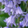 Fotografia 9 da espécie Hyacinthoides hispanica do Jardim Botânico UTAD