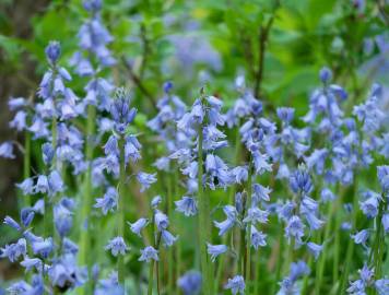 Fotografia da espécie Hyacinthoides hispanica