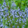 Fotografia 10 da espécie Hyacinthoides hispanica do Jardim Botânico UTAD