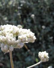 Fotografia da espécie Helichrysum petiolare