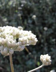 Helichrysum petiolare