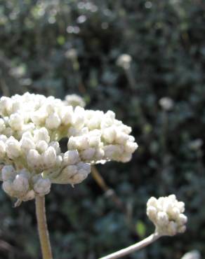 Fotografia 1 da espécie Helichrysum petiolare no Jardim Botânico UTAD