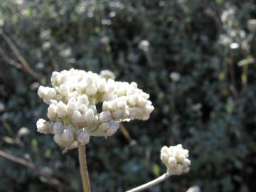 Fotografia da espécie Helichrysum petiolare