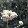 Fotografia 1 da espécie Helichrysum petiolare do Jardim Botânico UTAD