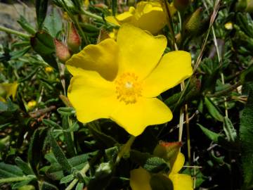 Fotografia da espécie Halimium lasianthum subesp. alyssoides