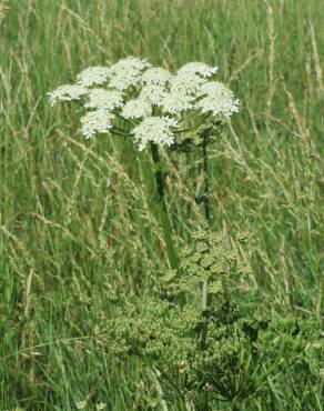 Fotografia 5 da espécie Heracleum sphondylium subesp. sphondylium no Jardim Botânico UTAD