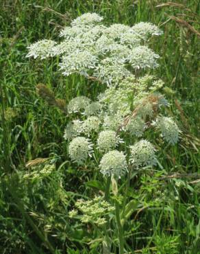 Fotografia 6 da espécie Heracleum sphondylium subesp. sphondylium no Jardim Botânico UTAD