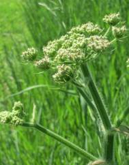 Heracleum sphondylium subesp. sphondylium