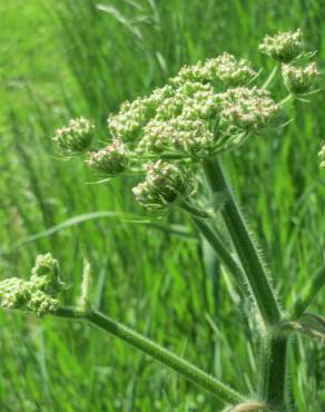 Fotografia 1 da espécie Heracleum sphondylium subesp. sphondylium no Jardim Botânico UTAD