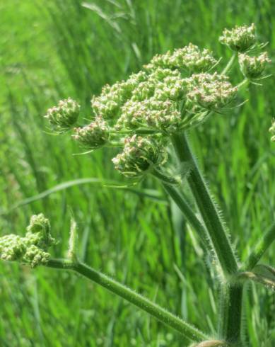 Fotografia de capa Heracleum sphondylium subesp. sphondylium - do Jardim Botânico