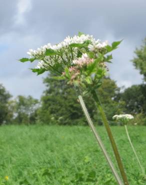 Fotografia 7 da espécie Heracleum sphondylium subesp. sphondylium no Jardim Botânico UTAD