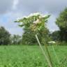 Fotografia 7 da espécie Heracleum sphondylium subesp. sphondylium do Jardim Botânico UTAD