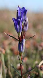 Fotografia da espécie Gentiana pneumonanthe