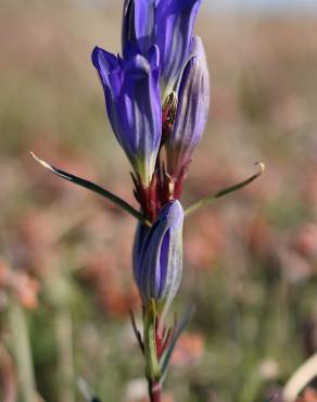 Fotografia 7 da espécie Gentiana pneumonanthe no Jardim Botânico UTAD