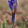 Fotografia 7 da espécie Gentiana pneumonanthe do Jardim Botânico UTAD