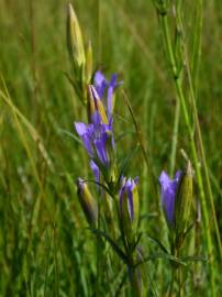 Fotografia da espécie Gentiana pneumonanthe