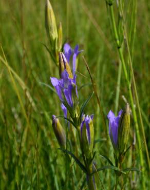 Fotografia 8 da espécie Gentiana pneumonanthe no Jardim Botânico UTAD