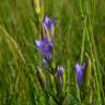 Fotografia 8 da espécie Gentiana pneumonanthe do Jardim Botânico UTAD