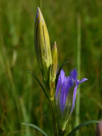 Fotografia da espécie Gentiana pneumonanthe