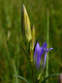 Fotografia da espécie Gentiana pneumonanthe