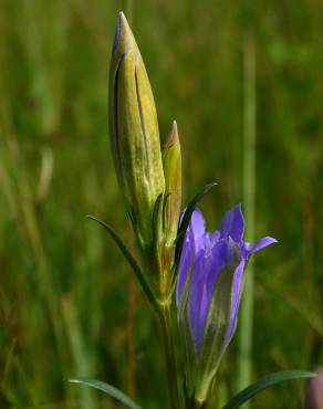 Fotografia 9 da espécie Gentiana pneumonanthe no Jardim Botânico UTAD