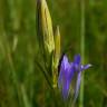 Fotografia 9 da espécie Gentiana pneumonanthe do Jardim Botânico UTAD