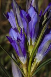 Fotografia da espécie Gentiana pneumonanthe