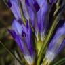 Fotografia 10 da espécie Gentiana pneumonanthe do Jardim Botânico UTAD