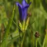 Fotografia 11 da espécie Gentiana pneumonanthe do Jardim Botânico UTAD