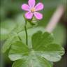 Fotografia 3 da espécie Geranium lucidum do Jardim Botânico UTAD