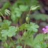 Fotografia 4 da espécie Geranium lucidum do Jardim Botânico UTAD