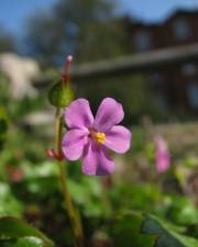 Fotografia da espécie Geranium lucidum